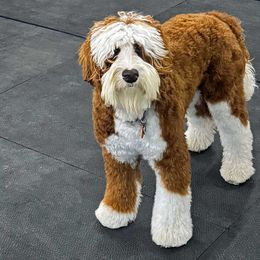 Tux - Australian Labradoodle