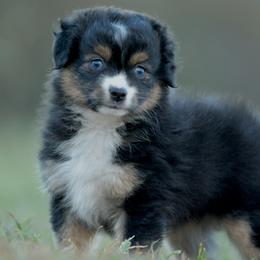 Sirene - Black tri female Toy Australian Shepherd puppy in Hartman, Arkansas from Southern Edition Aussies
