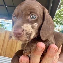 Dapple boy-2 - Dapple male Dachshund puppy in Orlando, Florida from Weiner Wunderland of Central Florida