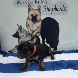 Pink Collar, June Bug - Black and silver female German Shepherd puppy in Cadet, Missouri from Working Valley Shepherds
