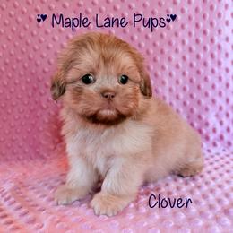 Girl 5 - female Shih Tzu puppy in Marion, Michigan from Maple Lane Pups