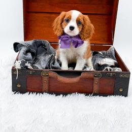 Dianna - Blenheim female Cavalier King Charles Spaniel puppy in North Carolina from NC Doodle Puppies