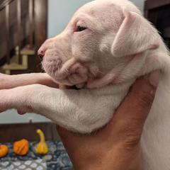 Dogo Argentino Puppies from De la Fuerza de Dios