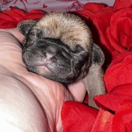 Crush - Fawn male Pug puppy in Greenfield, Missouri from Curly Tail Kennels & More
