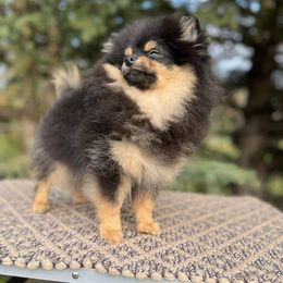 Boy 1 Black and Tan - Black and tan male Pomeranian puppy in North Pole, Alaska from Lauras Poms
