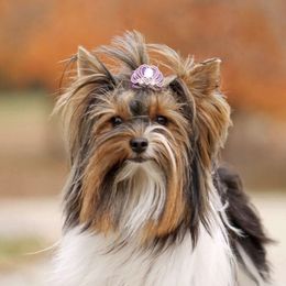 Brixley - Biewer Terrier