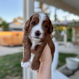 Kit Kat - Red  male Goldendoodle puppy in Rio Linda, California from Plush Doodles