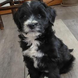 Dash - Black male Goldendoodle puppy in Lewistown, Pennsylvania from Southern Star Goldendoodles