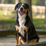 Entlebucher Mountain Dogs from Entles Edge Entlebucher Mountain Dogs, LLC