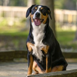 Entlebucher Mountain Dogs from Entles Edge Entlebucher Mountain Dogs, LLC