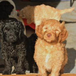 Goldendoodle Puppies from Pampered Paws Pet Massage / Jaynie's Pack of Doodles
