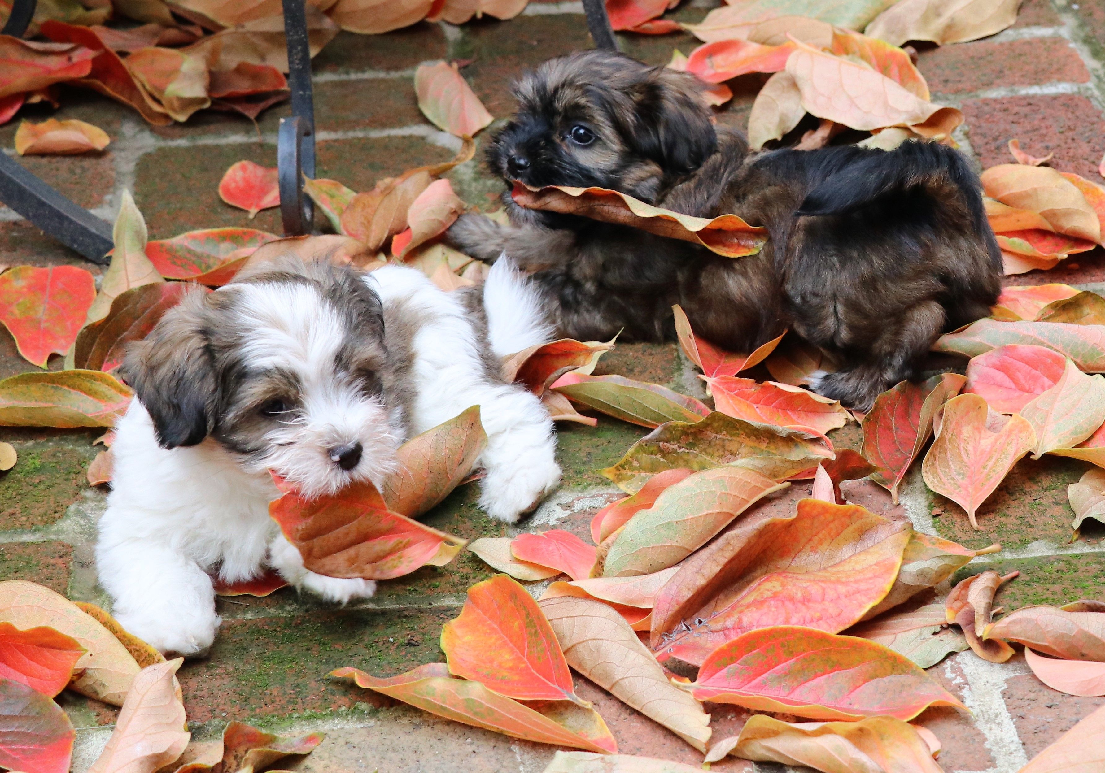 2 Havanese puppies playing in leaves