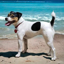 Blue - Jack Russell Terrier