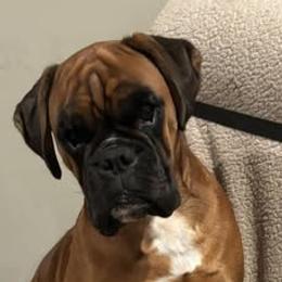 Nica - Boxer