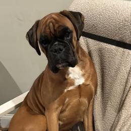 Nica - Boxer