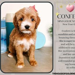 Confetti - Red  female Goldendoodle puppy in Hilton, New York from The House of Goldendoodle