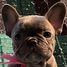 French Bulldogs and Rottweilers from Vom Schwarzen-Eis Rottweilers