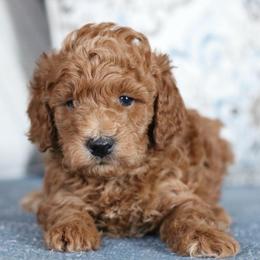 Patrick - Red  male Poodle puppy in Laveen, Arizona from Nystrom Clan Pups