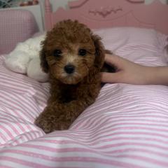 Ura - Brown female Poodle puppy in Chino, California from TTpoodle