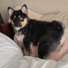 Bronz. Last baby-price reduced 1600 - Tri-color male Pomsky puppy in Fallon, Nevada from Amazing High Desert Pomskys