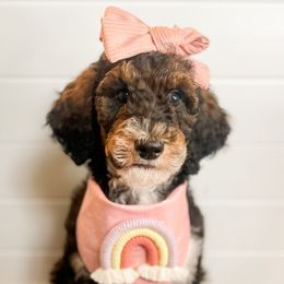Lucey - Goldendoodle