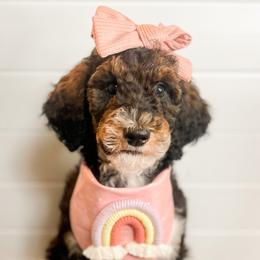 Lucey - Goldendoodle