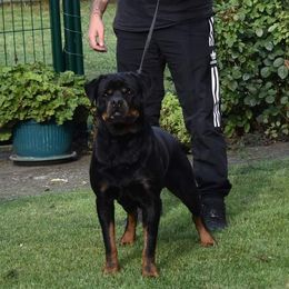 Demetra - Rottweiler