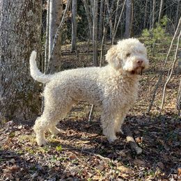 Massi - Lagotto Romagnolo