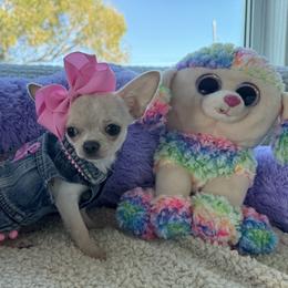 Diana 5500 - Cream and white female Chihuahua puppy in Miami, Florida from Natalias Tiny Chihuahuas