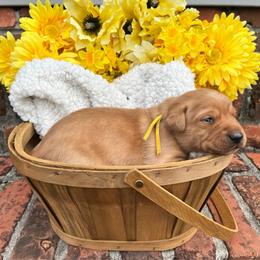 Yellow Collar Female - Yellow female Labrador Retriever puppy in Hurtsboro, Alabama from PARK’s Family Farm