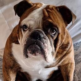 Bulldog puppies from Gina's Bulldogs