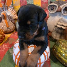 Purple - Black and rust female Doberman Pinscher puppy in Anderson, Indiana from Legendary Kennels
