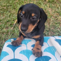 Raven - Black and tan female Dachshund puppy in Onalaska, Texas from Weenies on the Lake