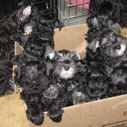 Miniature Schnauzer Puppies from Stadtler Miniature Schnauzers