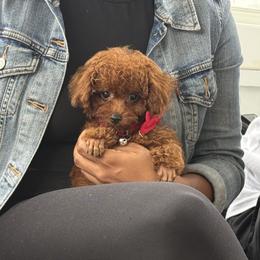 Poodle Puppies from KC Poodles of PA