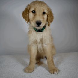 Chief - Apricot Goldendoodle puppy in Millington, Tennessee from POP Goldendoodles