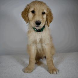 Chief - Apricot Goldendoodle puppy in Millington, Tennessee from POP Goldendoodles