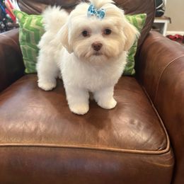 Shihpoo and Shih Tzu Puppies from The Luckie Puppy