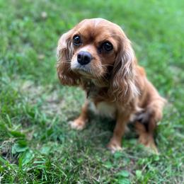 Daisy - Cavalier King Charles Spaniel