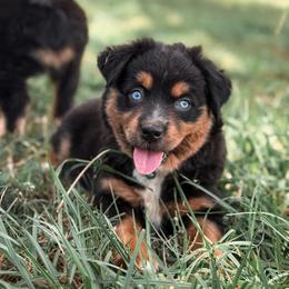 Dorothea - Black tri female Miniature Australian Shepherd puppy in Polk City, Florida from Skaky Shepherds