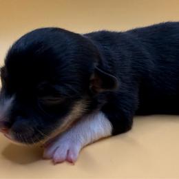 Mississippi - Black and white female American Corgi puppy in Scottown, Ohio from Wyndy Ridge Corgis