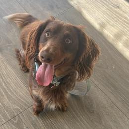 Dougie - Dachshund