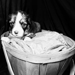 Fairy Godmother - Sable female Pembroke Welsh Corgi puppy in Valley, Washington from Corgis of the Mountain Valley
