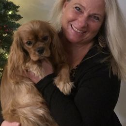 Cavalier King Charles Spaniel Puppies from Cavalier Kisses