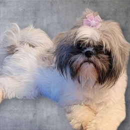 Mischief - Shih Tzu