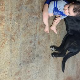 Labradoodles, Labrador Retrievers, and Sheepadoodles from Millies Legacy Farm