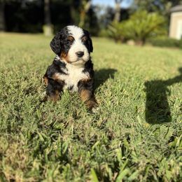 Oogie Boogie - Tri-color male Bernedoodle puppy in Valrico, Florida from Shadow Kennels
