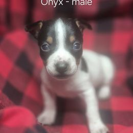Onyx - White and black male Teddy Roosevelt Terrier puppy in Murray, Kentucky from Froschwald German Shepherds and Xanadu Teddy Roosevelt Terriers