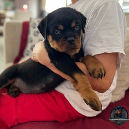 Rottweiler Puppies from Von Der Hing Rottweilers