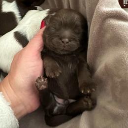 Chocolate Boy - Liver male Shih Tzu puppy in Kodak, Tennessee from Cutshall Babies